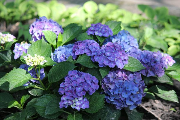 La magie d'un sauna de jardin pour votre bien-être